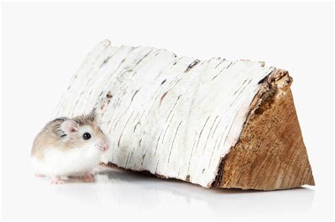Roborovski Dwarf Hamster Breed Information And Care Tips Hamsteropedia