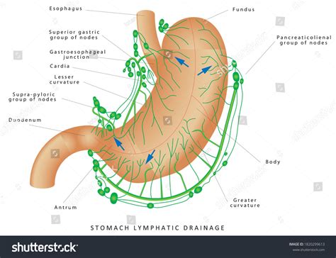 Hakuun Lymphatic Drainage Stomach Human Anatomy Stomach Liittyvä