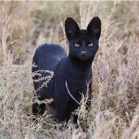 Incredibly Rare Black Serval Spotted In Tanzania