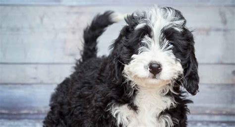 Bernedoodle The Bernese Mountain Dog Poodle Mix