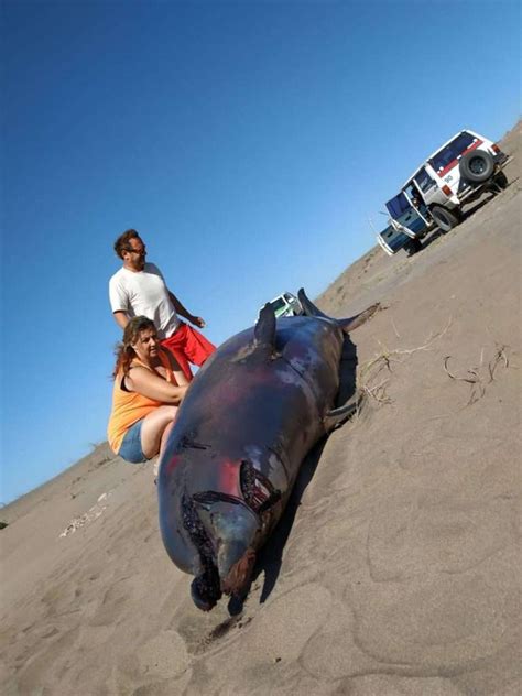 Encontraron Un Delfín Muerto En Las Playas Del Sur Necochense Diario Necochea