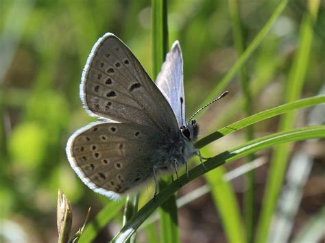 2021 Update On The Fenders Blue Butterfly Institute For Applied Ecology