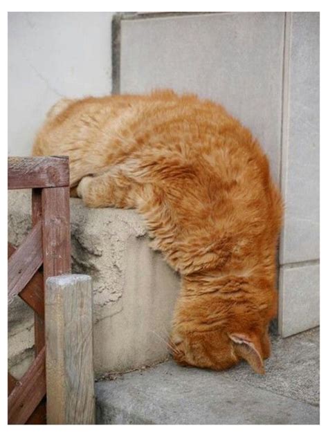 20 Lazy Cats That Will Make You Lol This Way Come