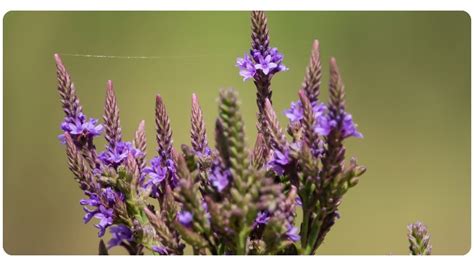 Blue Vervain 4 Key Benefits Dosage And Safety The Botanical Institute