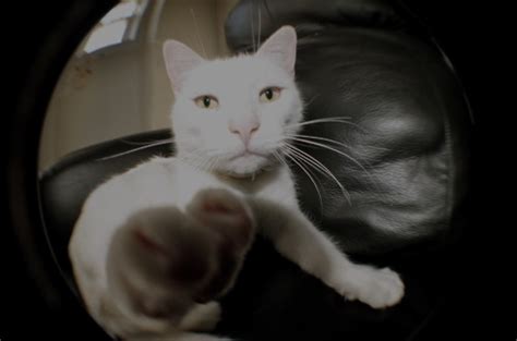 Cat Fisheye And Hipster Image 82065 On