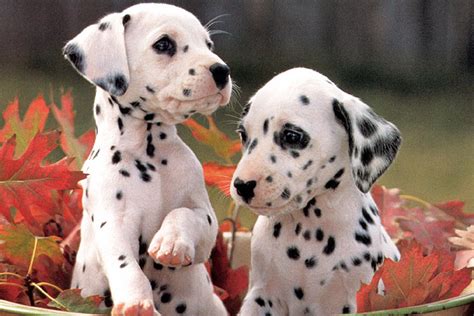 Dalmatian Puppies For Sale Dog Bazar