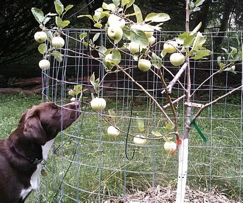 Grafting A Multi Variety Apple Tree 10 Steps With Pictures