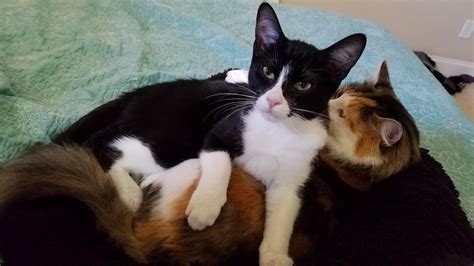 Our Calico Is Starting To Be Accepting Of The New Tuxedo Kid Rtuxedocats