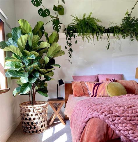 Indoor Plants In Bedroom