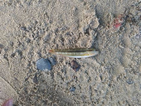 Slippery Dick — Gone World