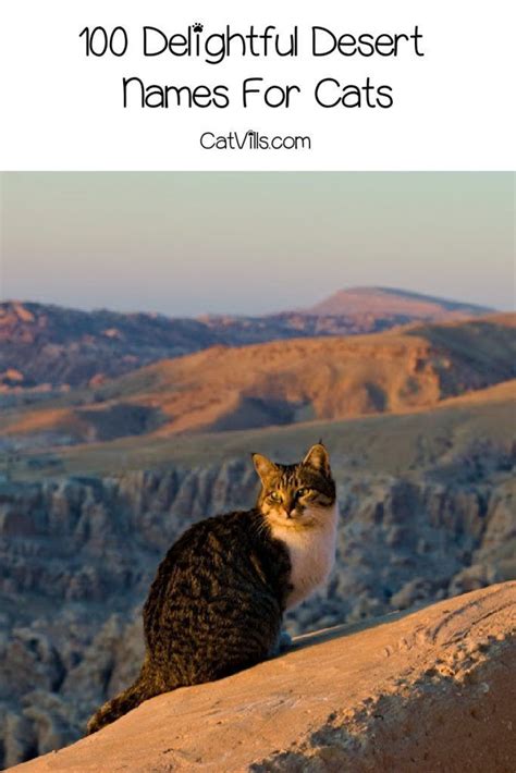 What are the cute pet names for 2020? 100 Delightful Desert Names For Cats | Desert names, Cute ...