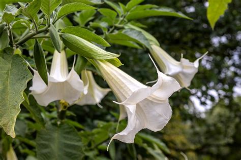 How To Plant And Grow Angels Trumpet