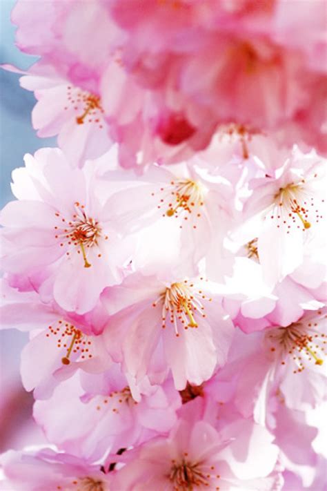 Download hd sakura wallpapers best collection. Sakura Wallpaper HD - WallpaperSafari