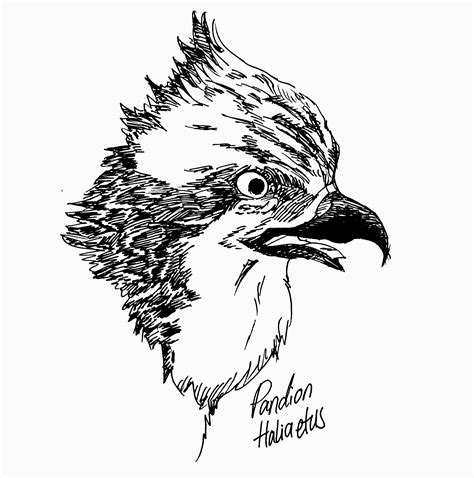 Harpy Eagle Pendrawing5 By Eagleinbluesky On Deviantart