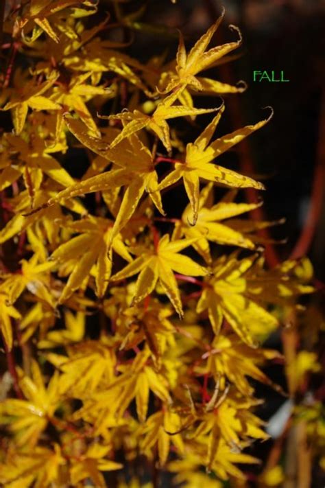 Okushimo Mendocino Maples Nursery