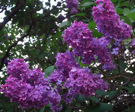 Purple Lilac Dark Purple Soft Pink Warm Spring Seasonal Garden