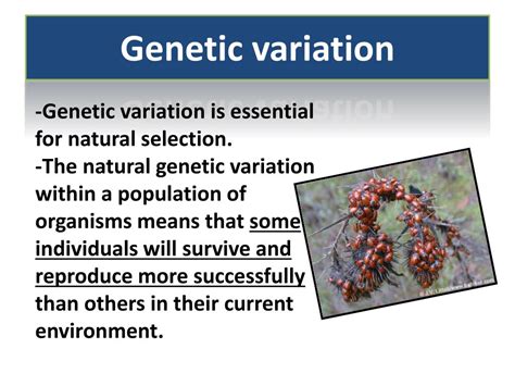 Ppt Unit 5 Evolution Through Natural Selection And Other Mechanisms