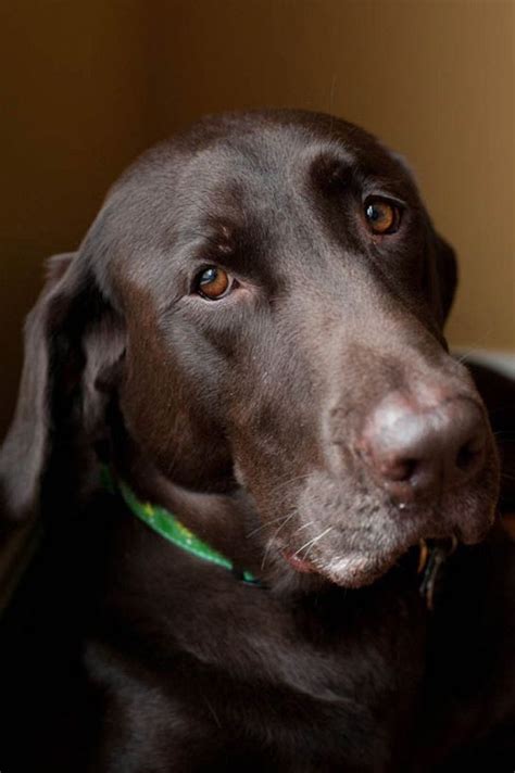 17 Best Images About Labrador Retrievers On Pinterest