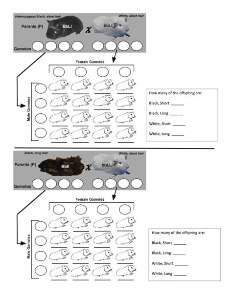 Set up a punnett square using the following information: Bestseller: Chapter 10 Dihybrid Cross Worksheet Answers