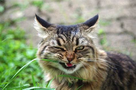 It hides in tall grass and hunts big animals like deer for its food. Why Do Cats Eat Grass? All About Cats Eating Grass - Catster