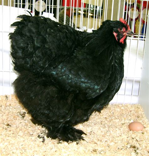 Cochin For Sale Chickens Breed Information Omlet
