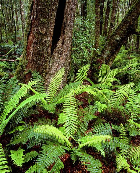 Ferns And Myrtle Trees In Temperate Rainforest Photograph By Simon