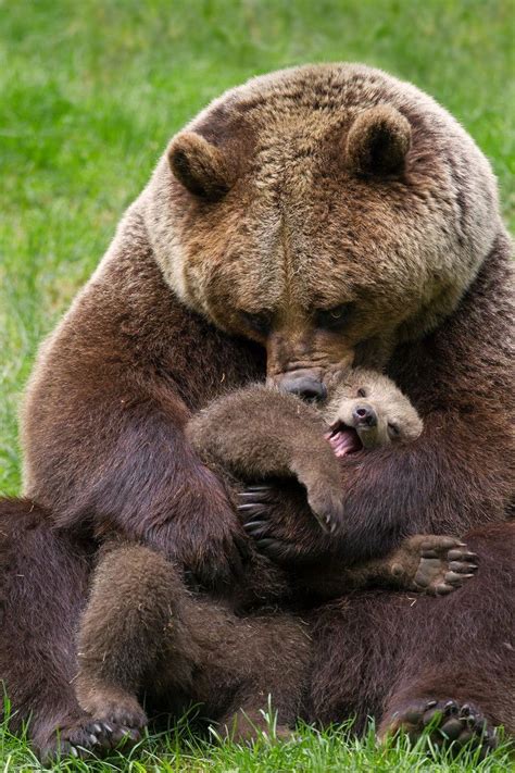 The Animals Baby Pandas Animal Babies Funny Animals Grizzly Bear