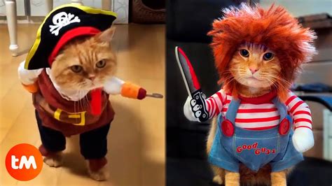 The Best Halloween Costumes For Cats Youtube