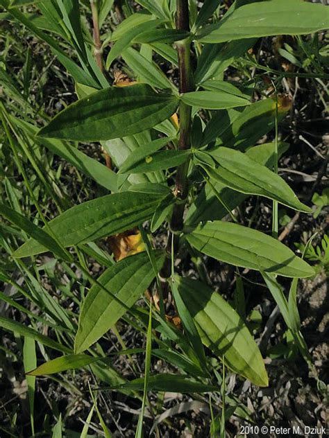 Other articles where bouncing bet is discussed: Saponaria officinalis (Bouncing Bet): Minnesota Wildflowers