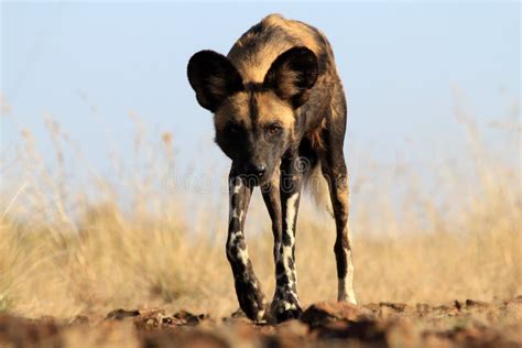 Afrikaanse Wilde Hond Stock Foto Image Of Wildernis 29334166