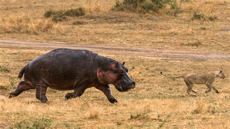 The African Lion Is The Only True Predator Of The Hippopotamus