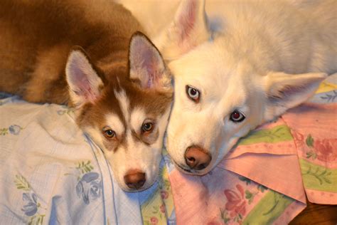 Husky Love Cute Husky Cute Animals Puppies