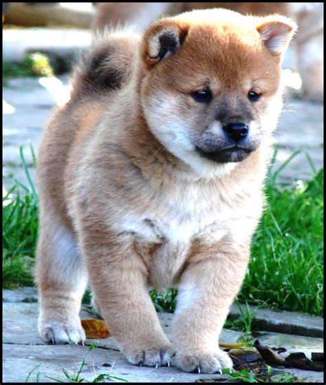 Entdecke 16 anzeigen für shiba inu welpen kaufen zu bestpreisen. Shiba Inu Zucht Wien Donaustadt Hunde Welpen