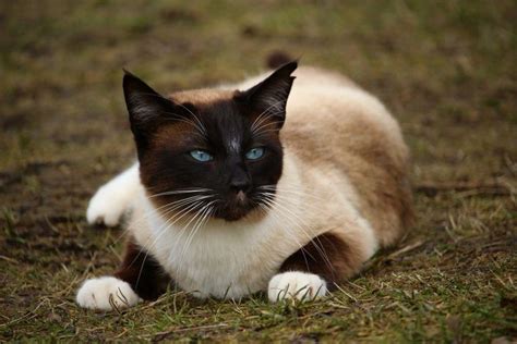 Applehead Siamese Cats What Are They Siameseofday Cat Breeds