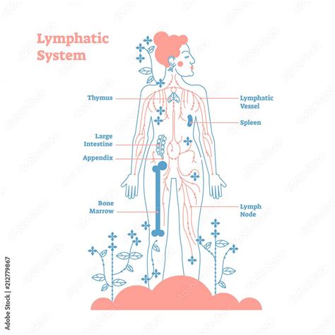 Lymphatic System Anatomical Vector Illustration Diagram Educational Medical Scheme Stock