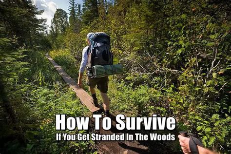 how to survive if you get stranded in the woods shtfpreparedness