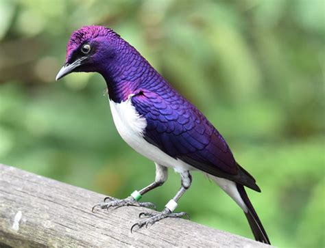 10 Of The Worlds Gorgeous Purple Birds Omg Birds