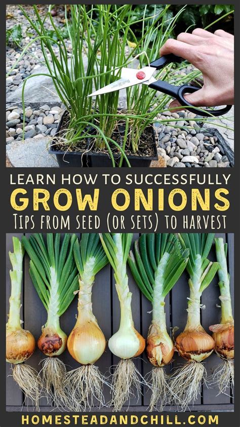 How To Grow Onions From Seed Or Sets To Harvest ~ Homestead And Chill