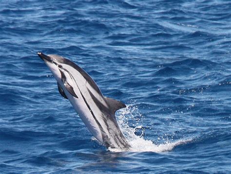 Striped Dolphin Alchetron The Free Social Encyclopedia