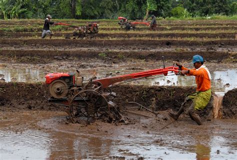 Petani Membajak Sawah Pertanian Seputar Semarang