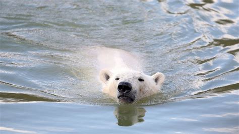 Melting Sea Ice Forces Polar Bears To Swim Farther Study Ctv News