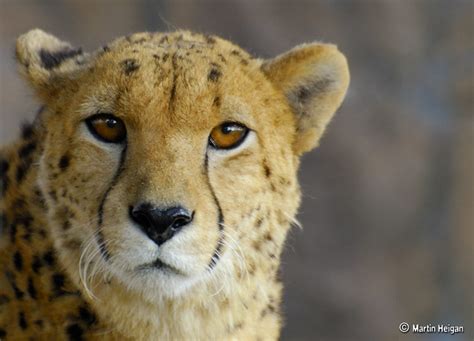 Cheetah Portrait A Male Cheetah Acinonyx Jubatus In The Flickr