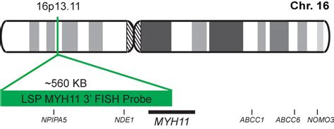 Lsp Myh11 3 Fish Probe Cytotest