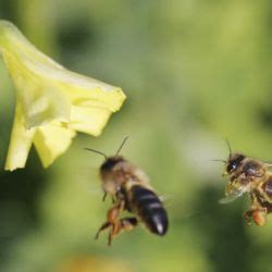 Der effektivste favorit unter den gerüchen, den bienen meiden, ist frischer kaffee. Schädlinge in Haus & Garten: Lästige Nützlinge: Ameisen ...