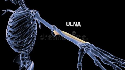 Human Bone Ulna Of Upper Limb Stock Illustration Illustration Of
