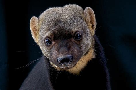 10 True Facts About The Legendary Honey Badger Worldatlas