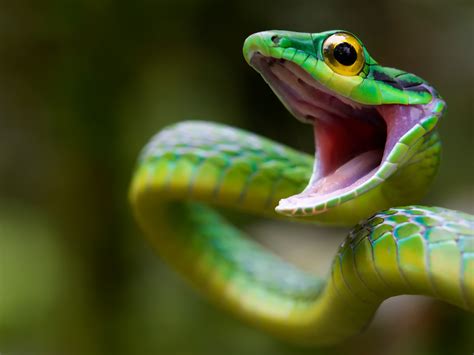 Wallpaper Yellow Amphibian Serpent Costa Rica Fauna Vertebrate