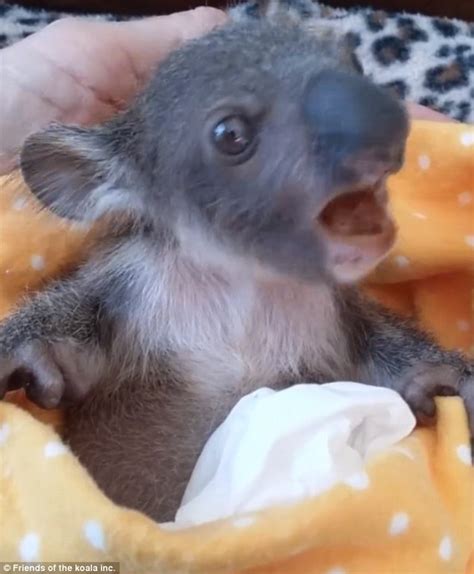 Facebook Video Shows The Moment Rescue Koala Joey Nino Eats A