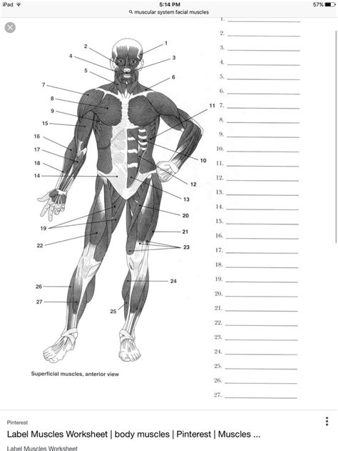 In human pfk exists as a system of 3 types of subunits, pfkm (muscle), pfkl (liver) and pfkp (platelet) isoenzymes. Pin by Allison Morton on A&P MUSCLES | Human muscle ...