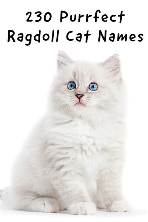 230 Ragdoll Cat Names Ragdoll Cat Cat Names Ragdoll Cat Breeders